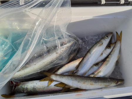 ジグサビキでゲット😆