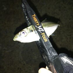 豆アジング　スタート