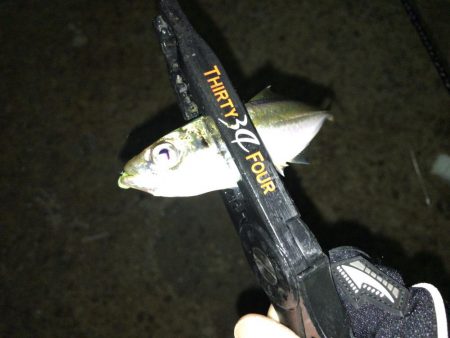 豆アジング　スタート