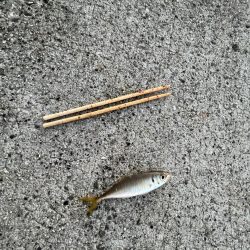 アジを求めてウロウロ