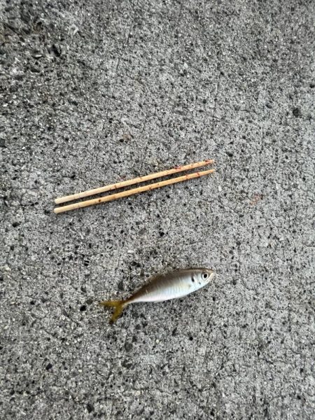 アジを求めてウロウロ