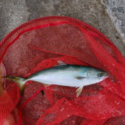 プチsalt water game