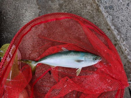 プチsalt water game