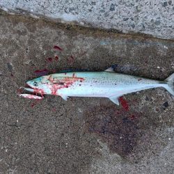 プチsalt water game