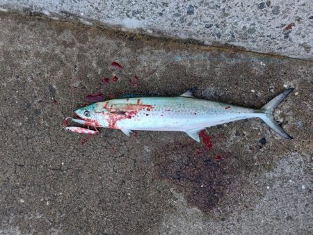 プチsalt water game