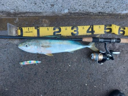 プチsalt water game