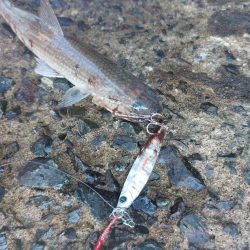 プチsalt water game