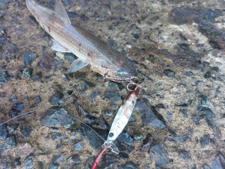 プチsalt water game