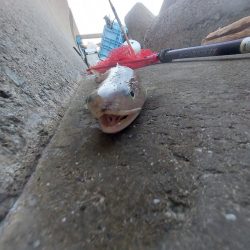 プチsalt water game