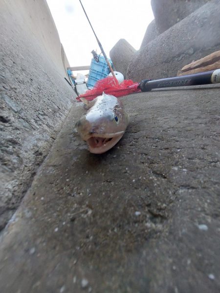 プチsalt water game