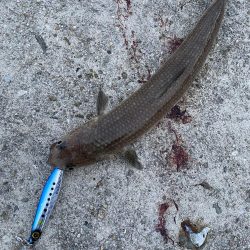 タチウオと青物どこ行った?