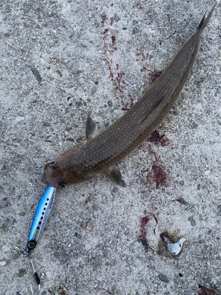 タチウオと青物どこ行った?