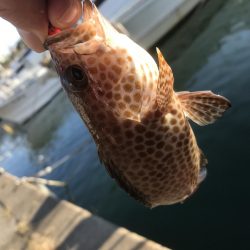 オオモンばっかり