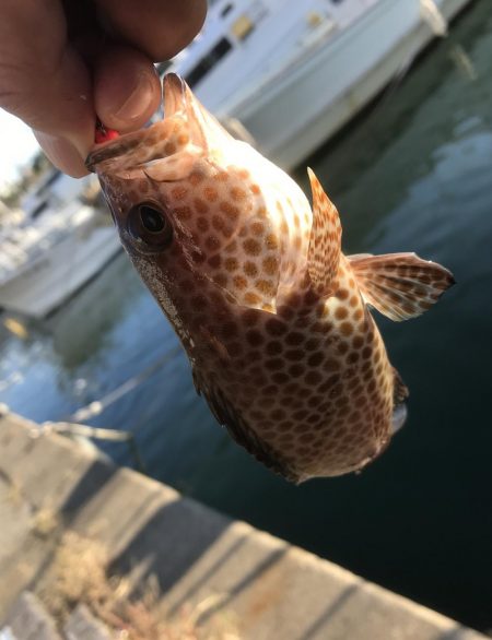 オオモンばっかり