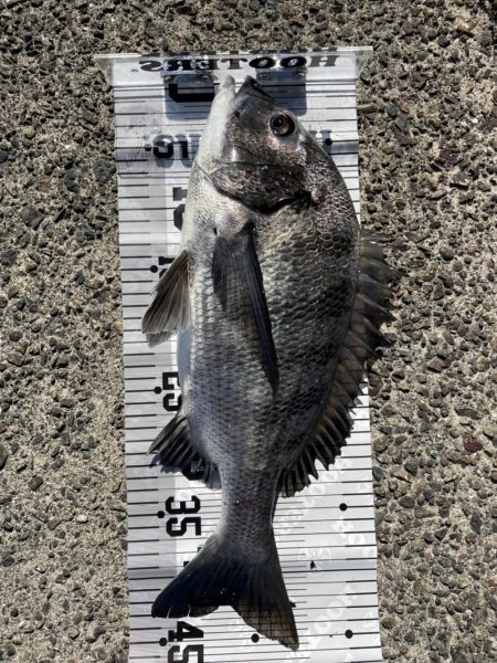 イチノ兄弟(兄)、釣果!