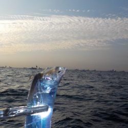 テンヤタチウオ