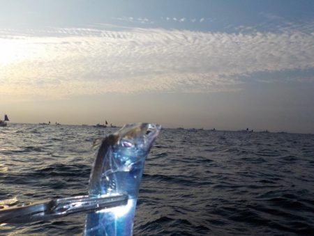 テンヤタチウオ