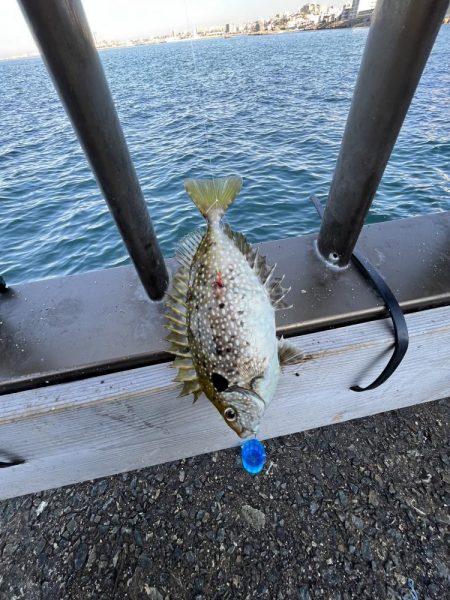 魚より人が多い