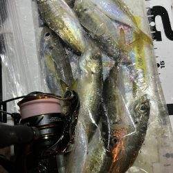 小雨豆アジ ング