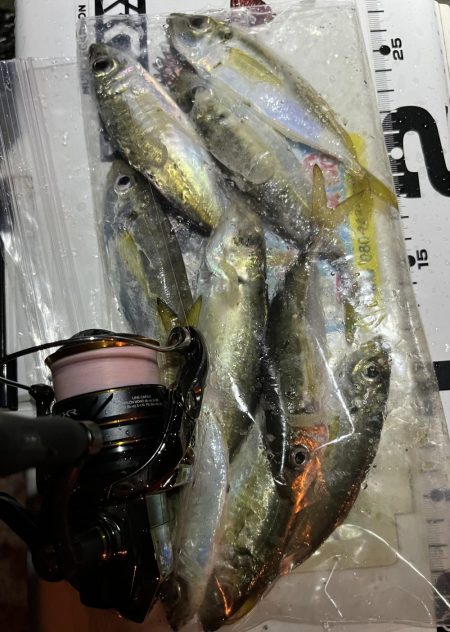 小雨豆アジ ング