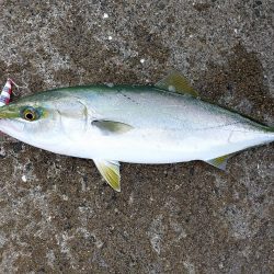 プチSalt water Game