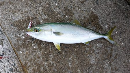 プチSalt water Game