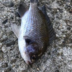 サビキで五目釣り