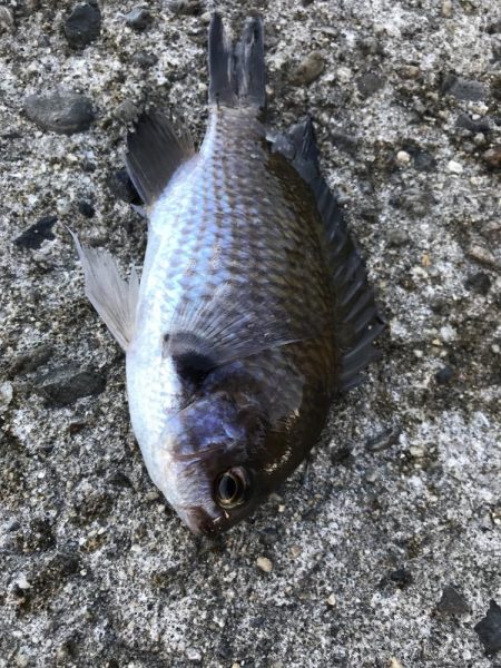 サビキで五目釣り