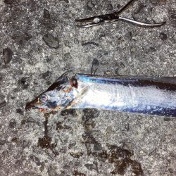 柳の下には２匹目はおらず