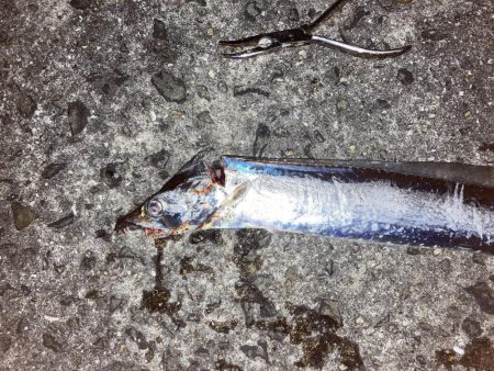 柳の下には２匹目はおらず