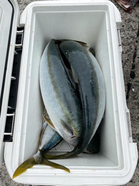 朝からメジロ連発でした。