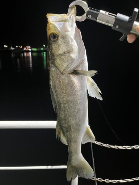 明暗でルアー釣り