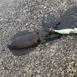 朝マヅメエギング