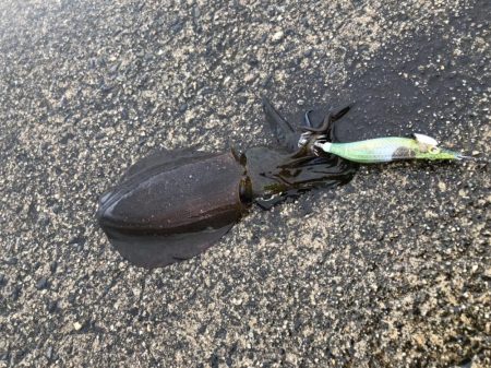 朝マヅメエギング