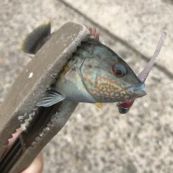 デイゲームでガシラ釣り