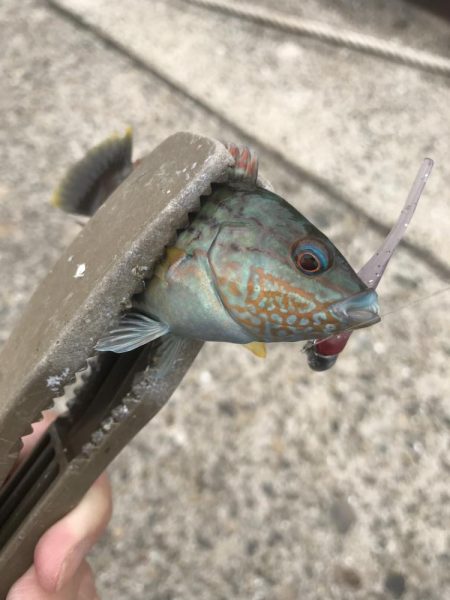 デイゲームでガシラ釣り