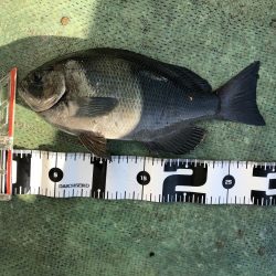 最近団子釣りにハマってます！