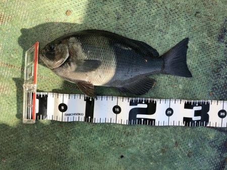 最近団子釣りにハマってます！