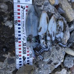 エギ!ショア!フカセ!