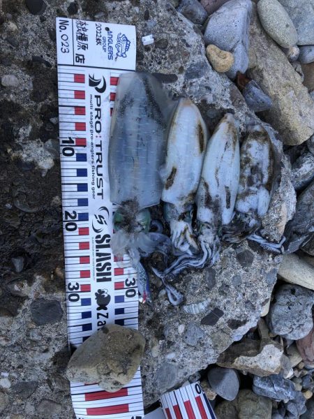 エギ!ショア!フカセ!