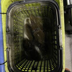 ナイトティップラン