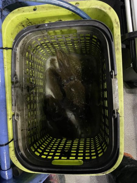 ナイトティップラン