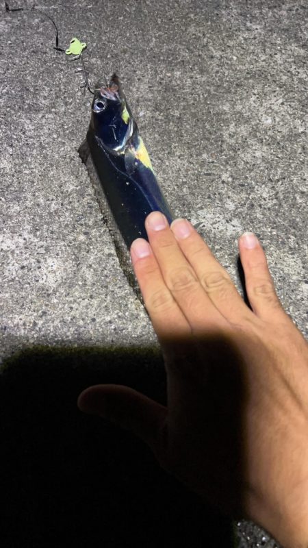 初めての太刀魚釣り