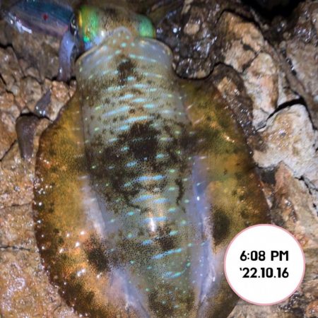 エギング夕まづめ