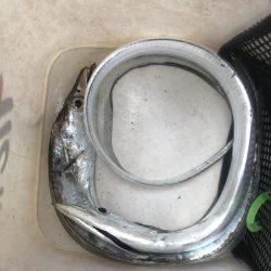 朝の太刀魚釣り