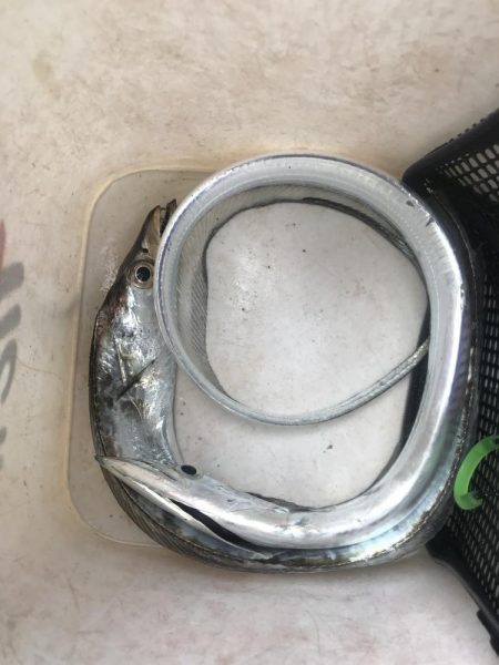 朝の太刀魚釣り