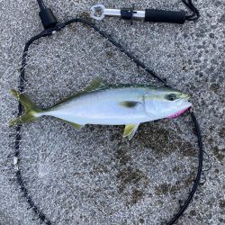 久しぶりにハマチが釣れた！