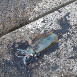 イカの気持ち２