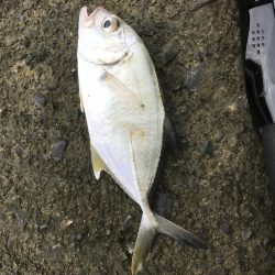 大きめヒラセイゴ!