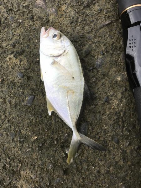 大きめヒラセイゴ！